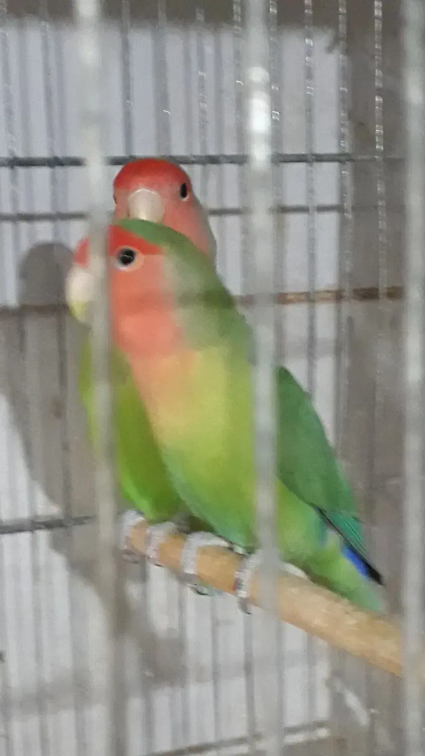 طوطی برزیلی|پرنده|اهواز, شریعتی جنوبی|دیوار