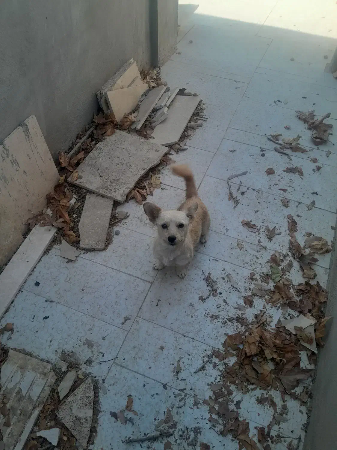 واگذاری سگ پامر|سگ|خمینی‌شهر, |دیوار