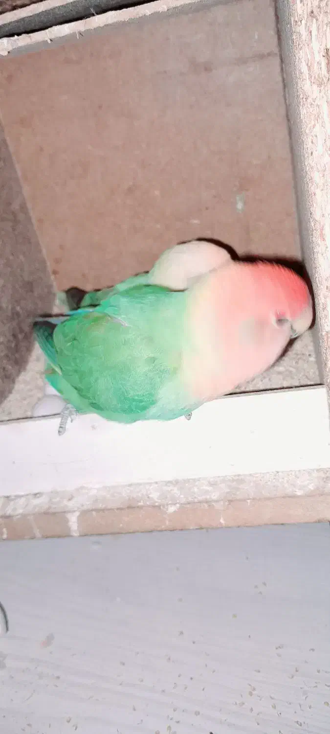 برزیلی مولد اوپال|پرنده|دزفول, |دیوار