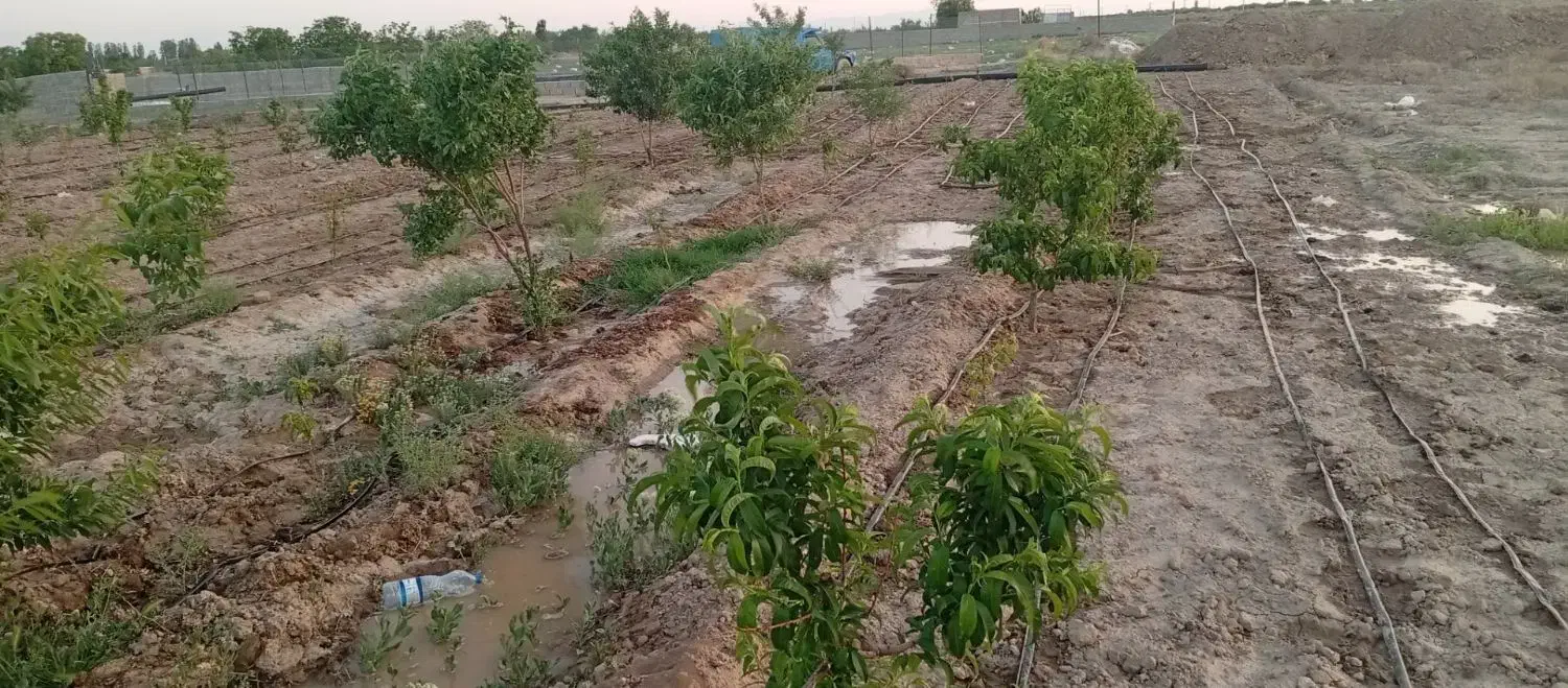 باغچه نقلی ویلایی ۳۷۰متر|فروش خانه و ویلا|شبستر, |دیوار