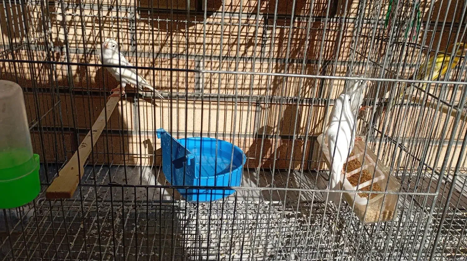 پرنده|پرنده|پیر بکران, |دیوار