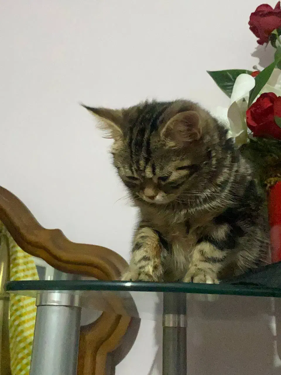 گربه|گربه|خوی, |دیوار