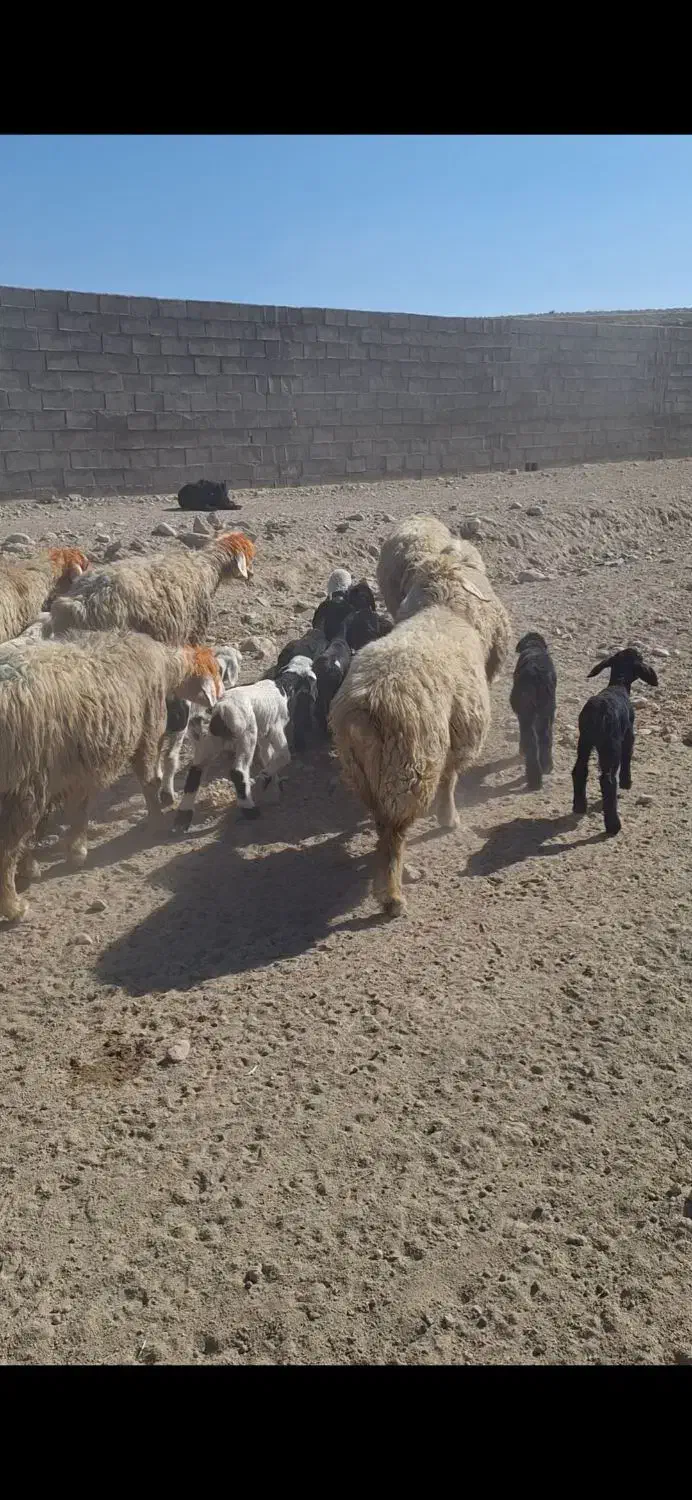 میش بختیاری|حیوانات مزرعه|ایذه, |دیوار