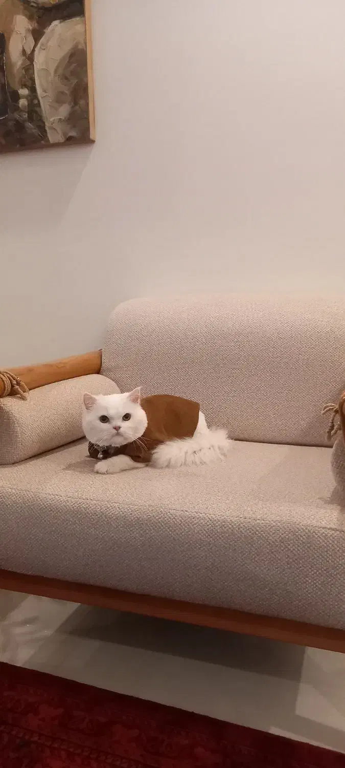 گربه اسکاتیش پرشین نر|گربه|نیشابور, ده حلاج|دیوار