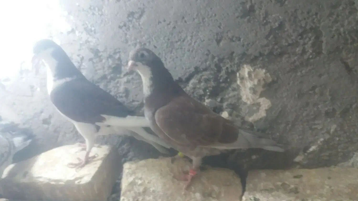 کبوتر|پرنده|زهک, |دیوار