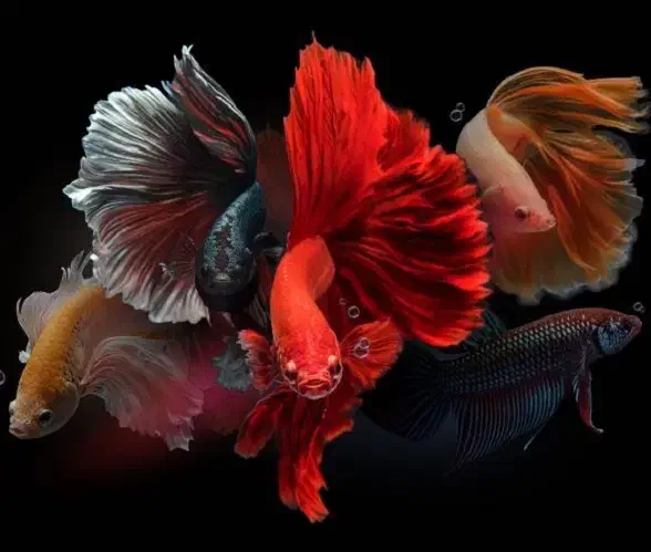 فایتر|ماهی|بروجرد, |دیوار