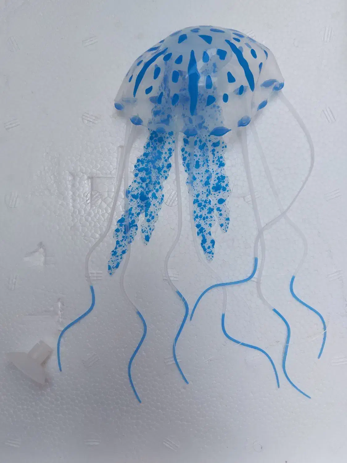 عروس دریایی ،آکواریوم|ماهی|زاهدان, |دیوار