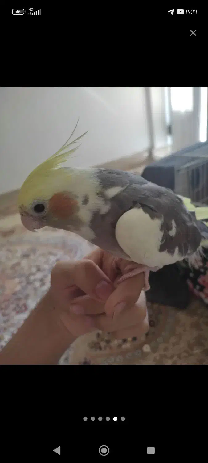 عروس هلندی نر و ماده|پرنده|طبس, |دیوار