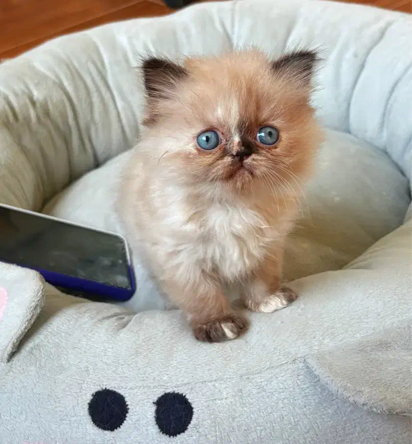 پرشین ماده|گربه|رشت, منظریه|دیوار