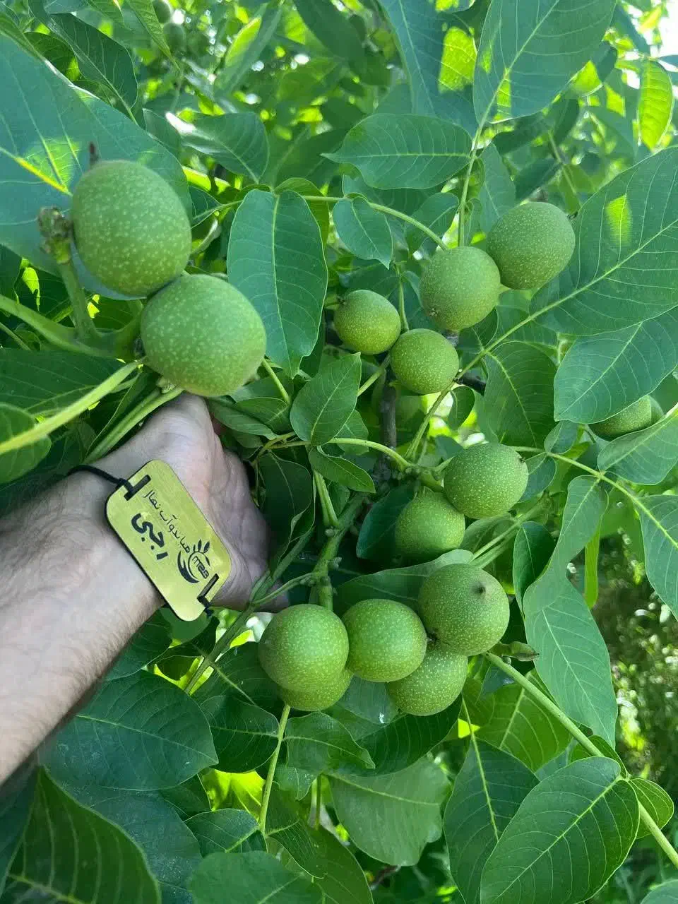 پخش نهال گردو چندلر پایه کوتاه و دیرگل|خدمات باغبانی و درختکاری|سیسخت, |دیوار