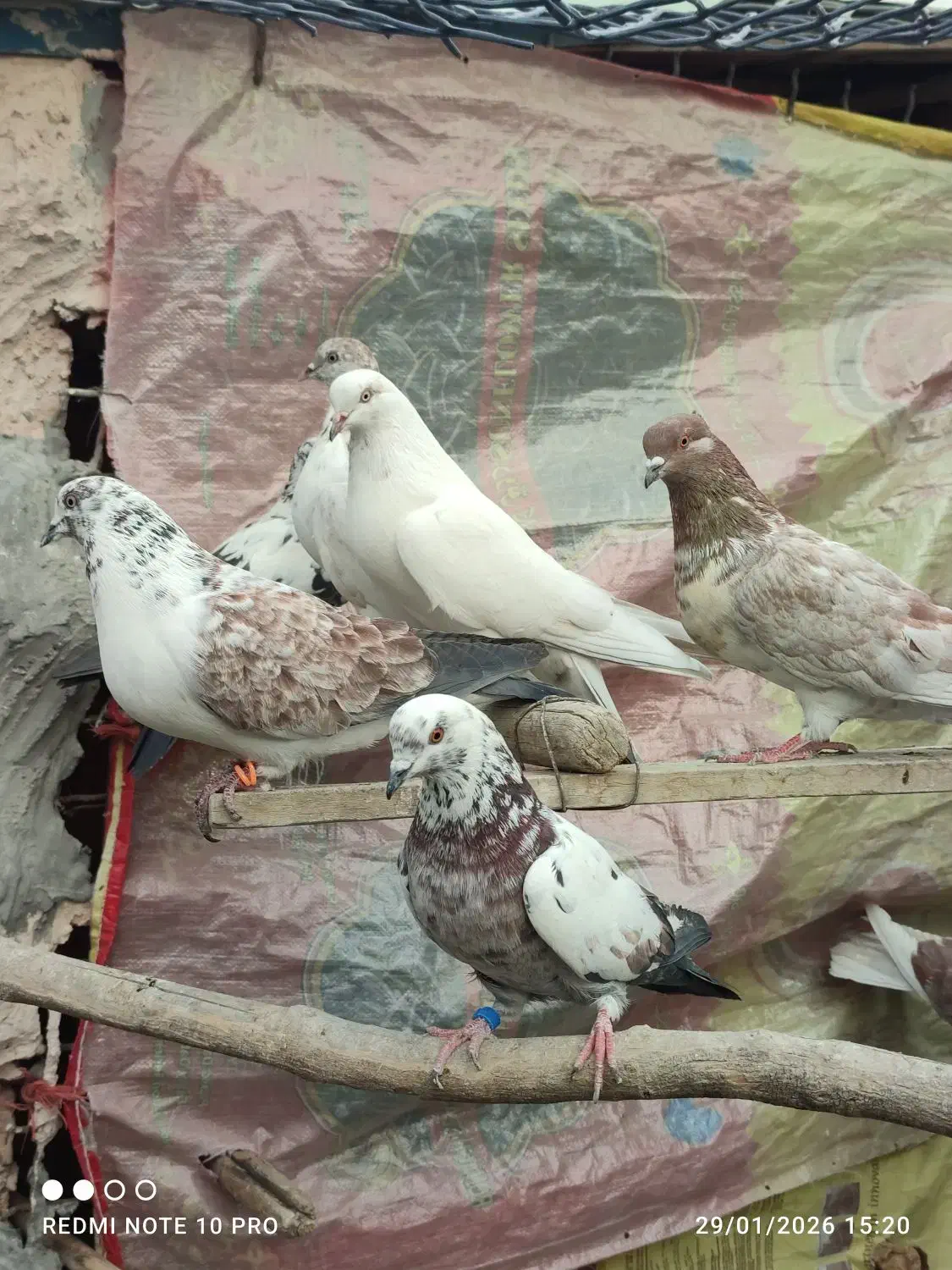 ۳۰ طوق کفتر پرشی قرچک ورامین|پرنده|قرچک, پویینک|دیوار