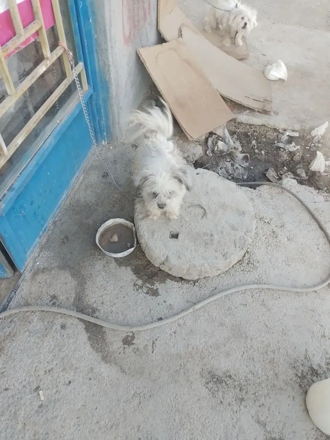 سگ پاپی شیتزو|سگ|پیر بکران, |دیوار