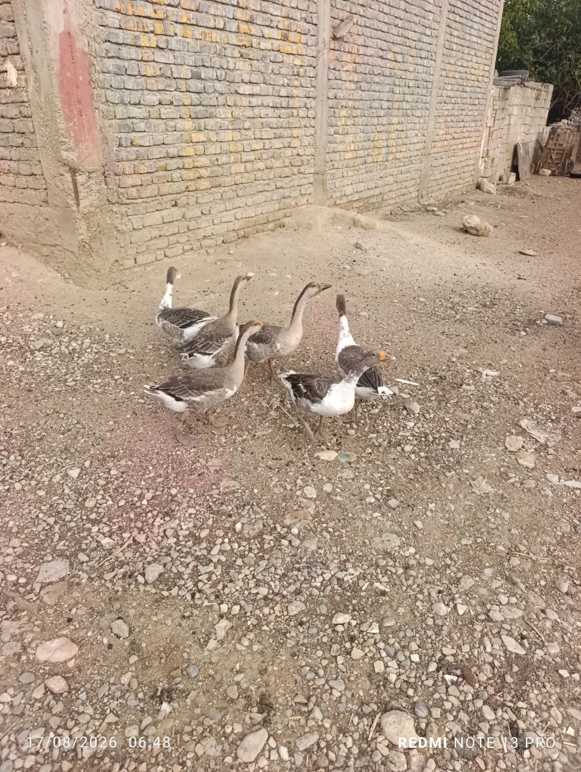 غاز|حیوانات مزرعه|گالیکش, |دیوار