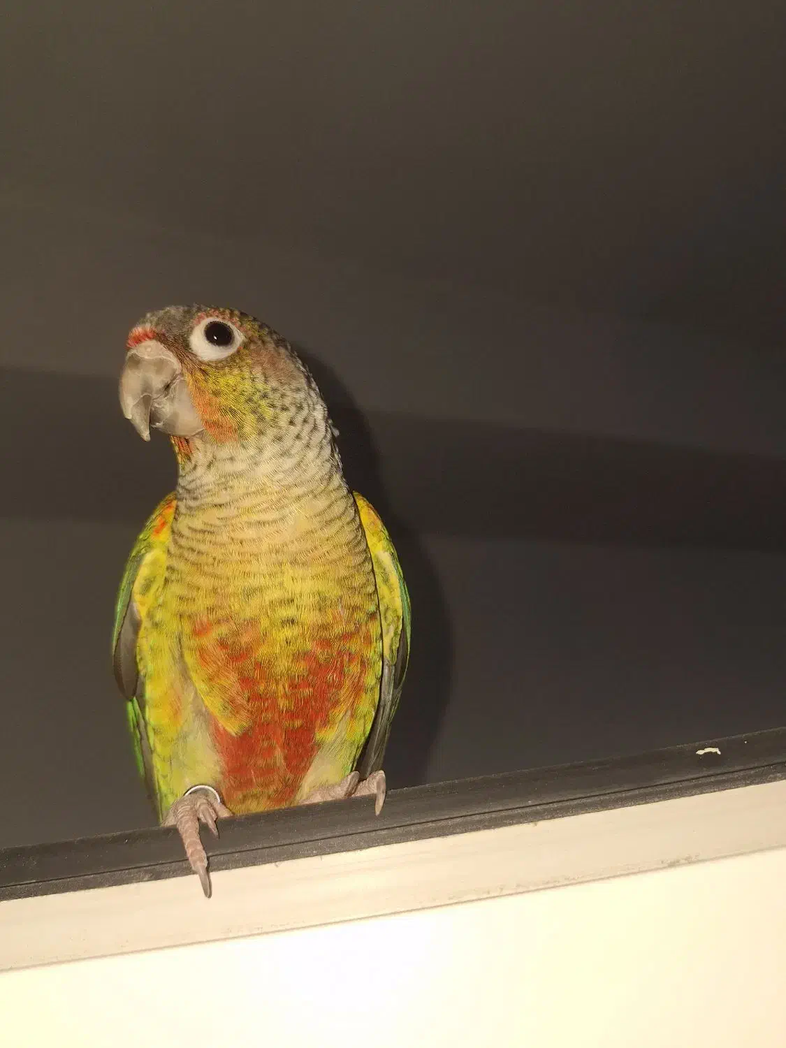 گرینچیک|پرنده|پردیس, فاز ۸|دیوار