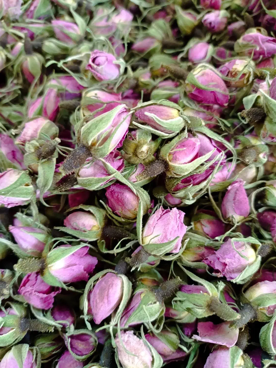 گل محمدی|گل و گیاه طبیعی|قم, علی آباد سعدگان|دیوار