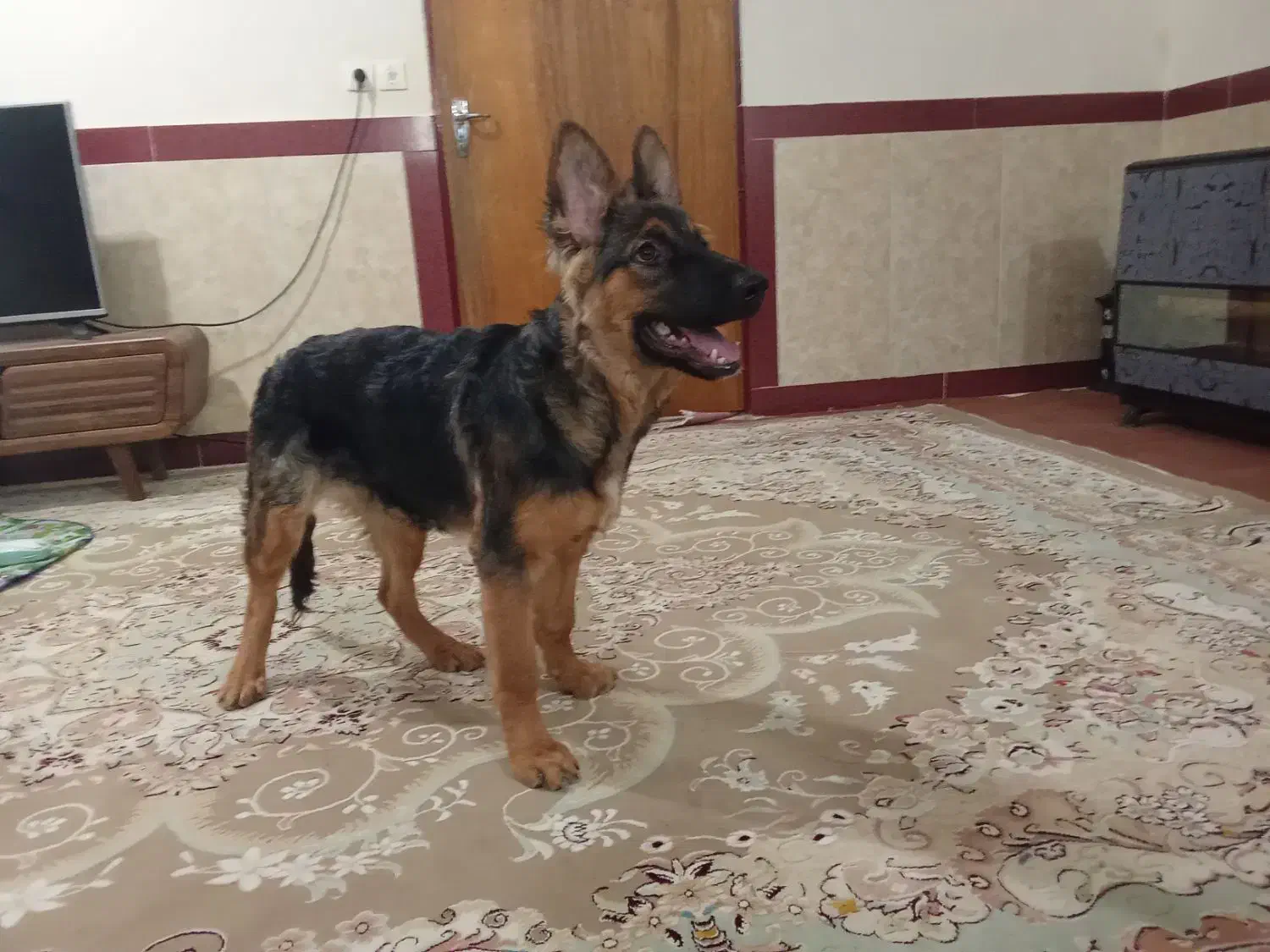 ژرمن ۵ ماهه ماده|سگ|بیستون, |دیوار