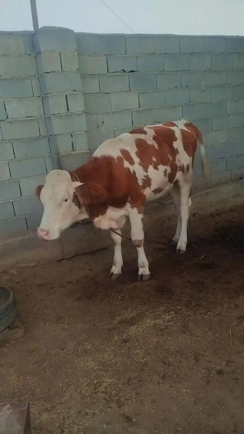 گوساله ماده|حیوانات مزرعه|سیمین شهر, |دیوار