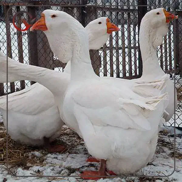 قوغاز|پرنده|میاندوآب, |دیوار