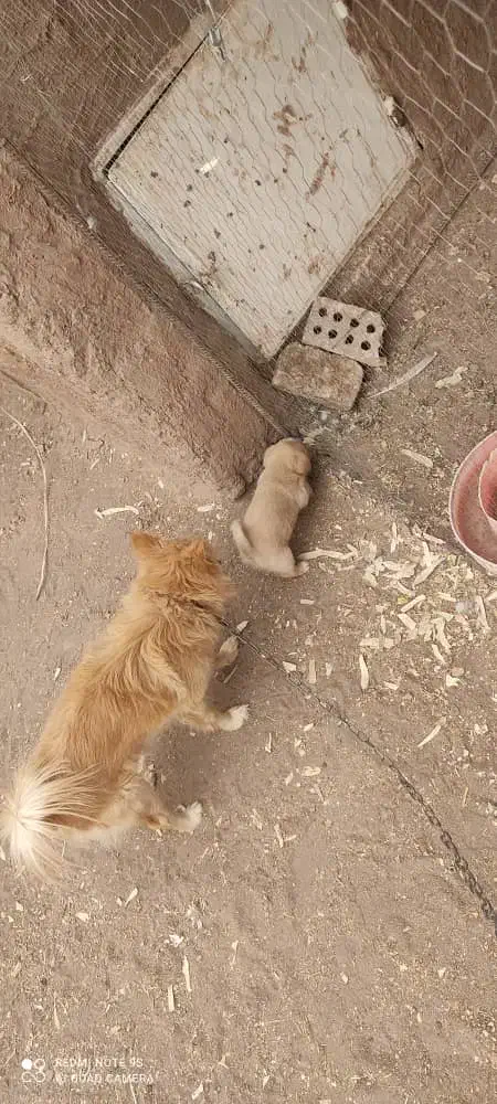 سگ پاکوتاه پامر مادرش اشپیتز فقط یکی مونده|سگ|رفسنجان, |دیوار