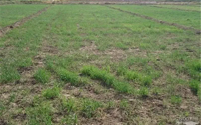 اجاره زمین|اجارهٔ دفتر صنعتی، کشاورزی، تجاری|بکتاش, |دیوار