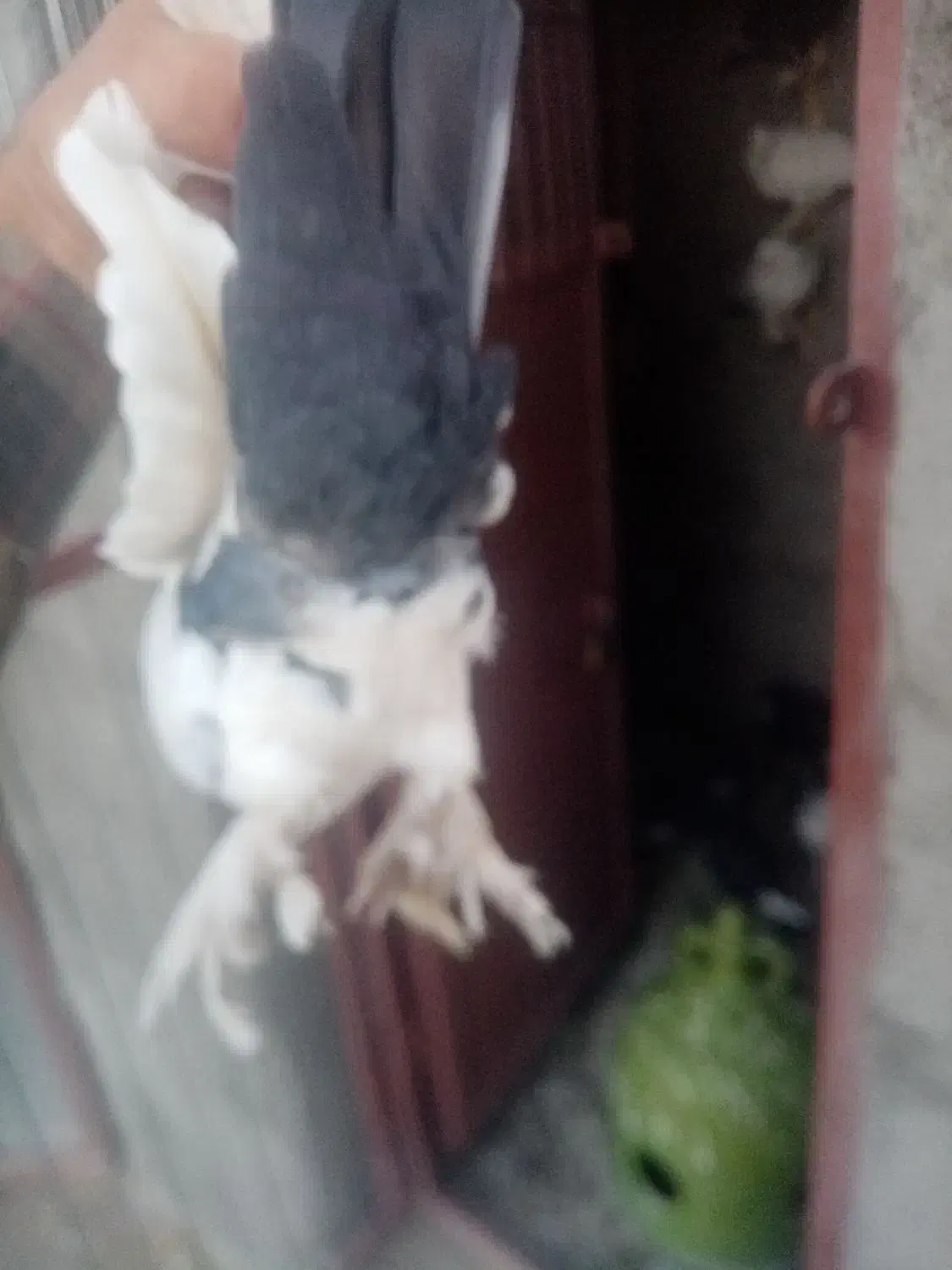 کفتر|پرنده|راین, |دیوار