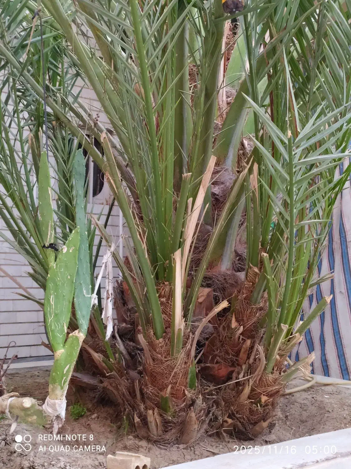 بچه نخل برحی|گل و گیاه طبیعی|بندر ماهشهر, |دیوار