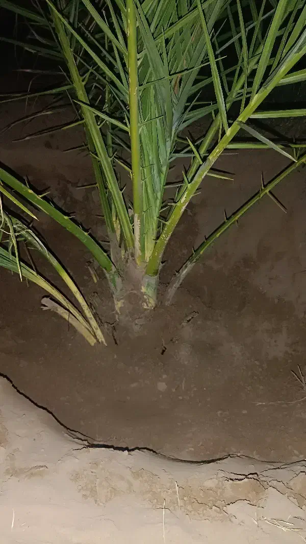 درخت گرازی|خدمات باغبانی و درختکاری|بم, |دیوار