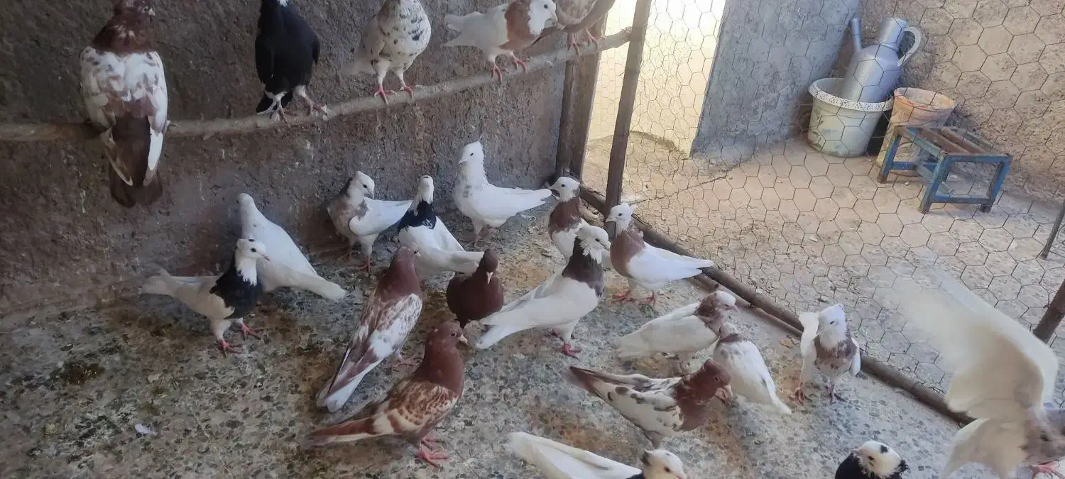 کبوتر|پرنده|اندیمشک, |دیوار