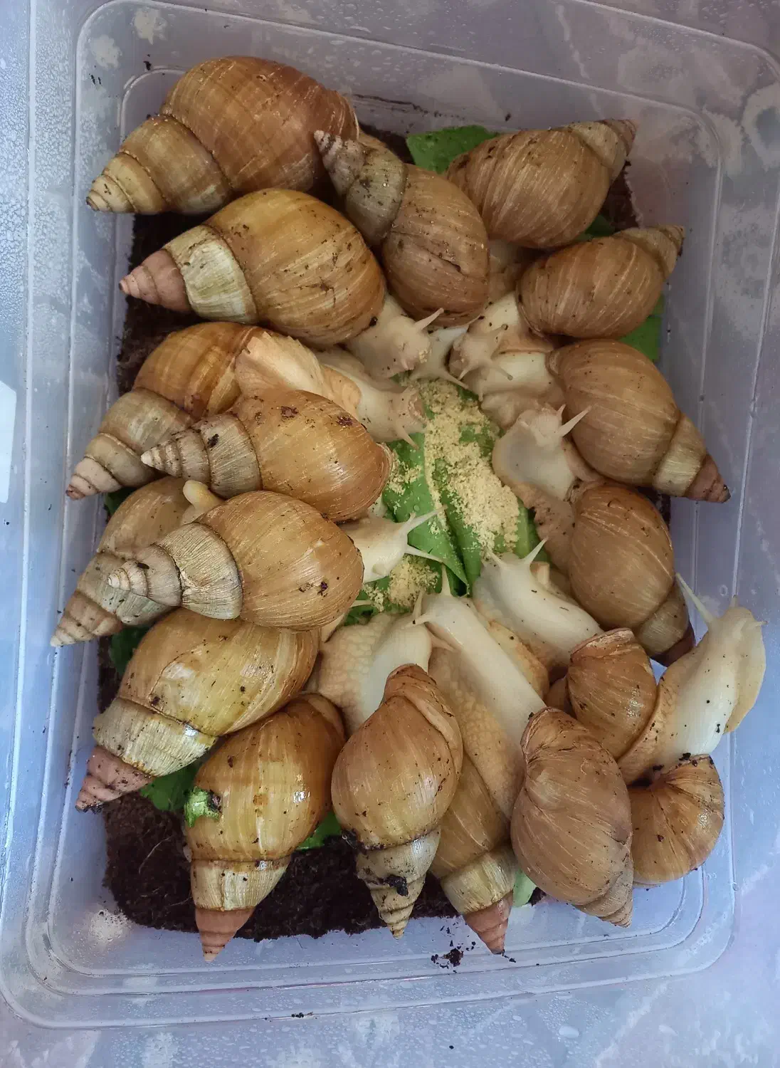 فروش حلزون|خزنده|جهرم, |دیوار