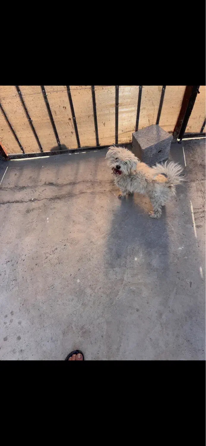 سگ شیتزو اصل|سگ|اهواز, پادادشهر|دیوار