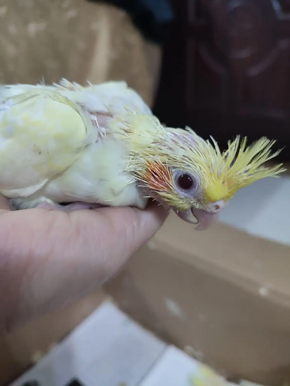 معاوضه جوجه عروس هلندی با اردک یا غاز|پرنده|تولم شهر, |دیوار