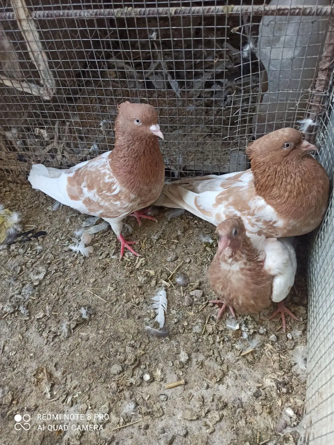 پرنده|پرنده|بم, |دیوار