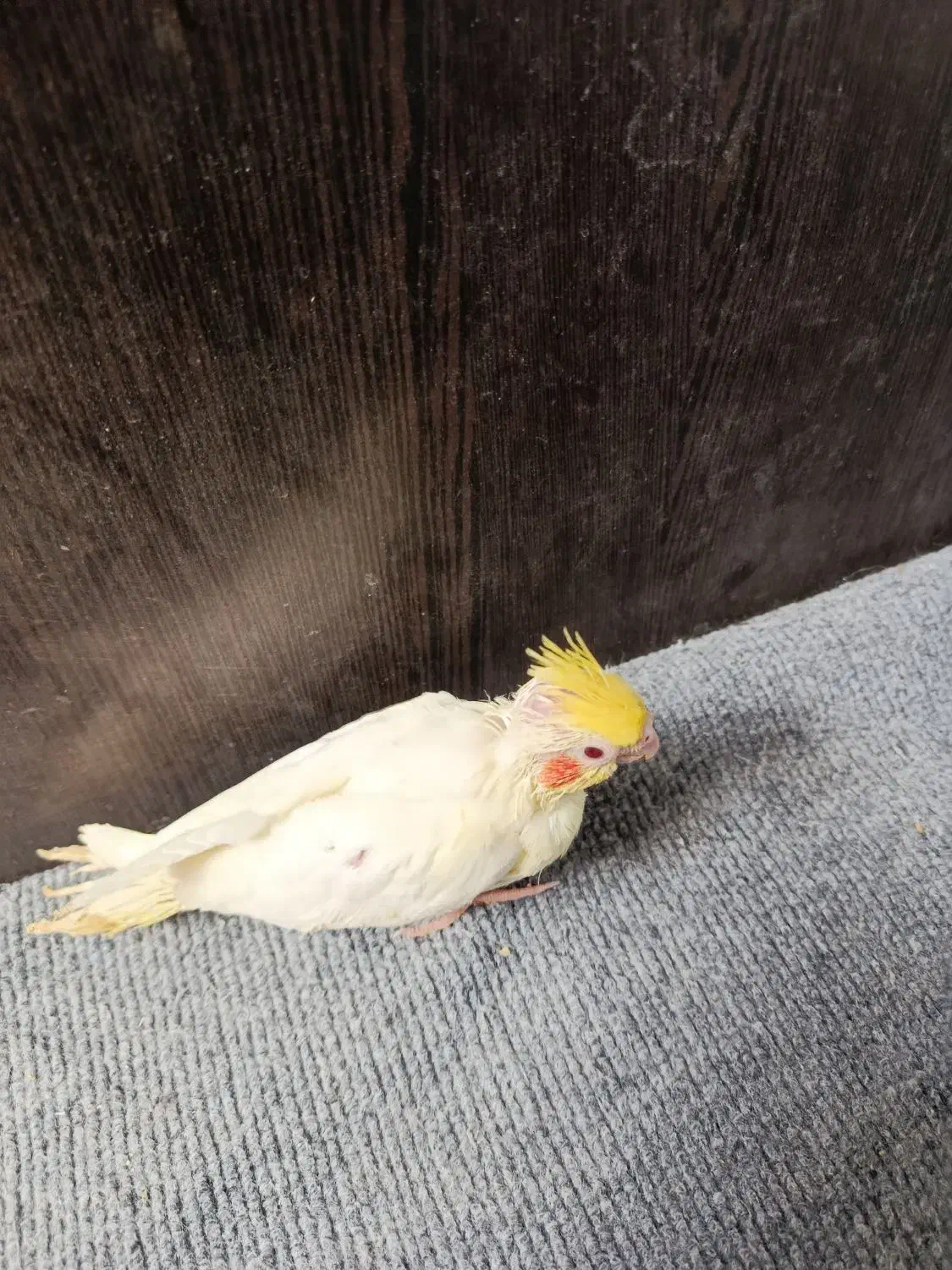 توجه قیمت شکن««عروس هلندی دستی دانخور لوتینو|پرنده|گرگان, |دیوار