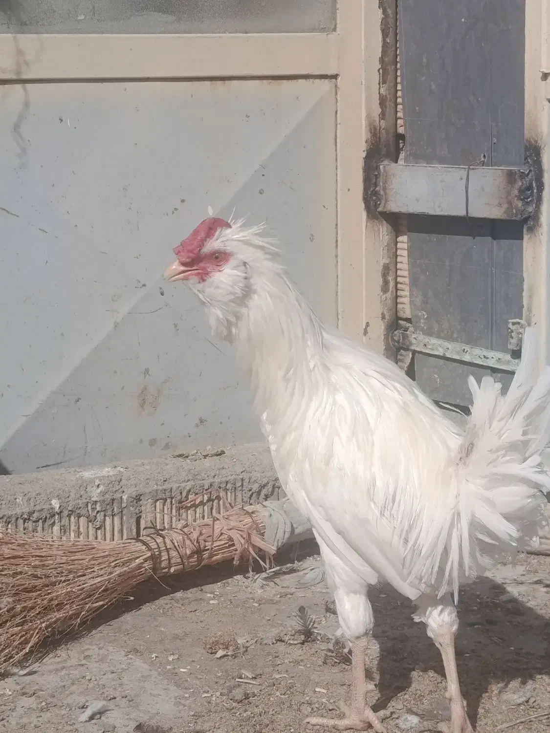 مرغ خروس جوجه گلین|حیوانات مزرعه|شهرکرد, |دیوار