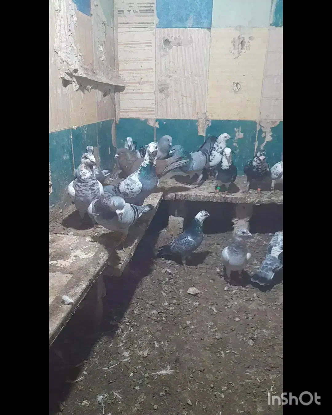 ۲۴عدد سوسکی درجه یک نر وماده|پرنده|رشتخوار, |دیوار