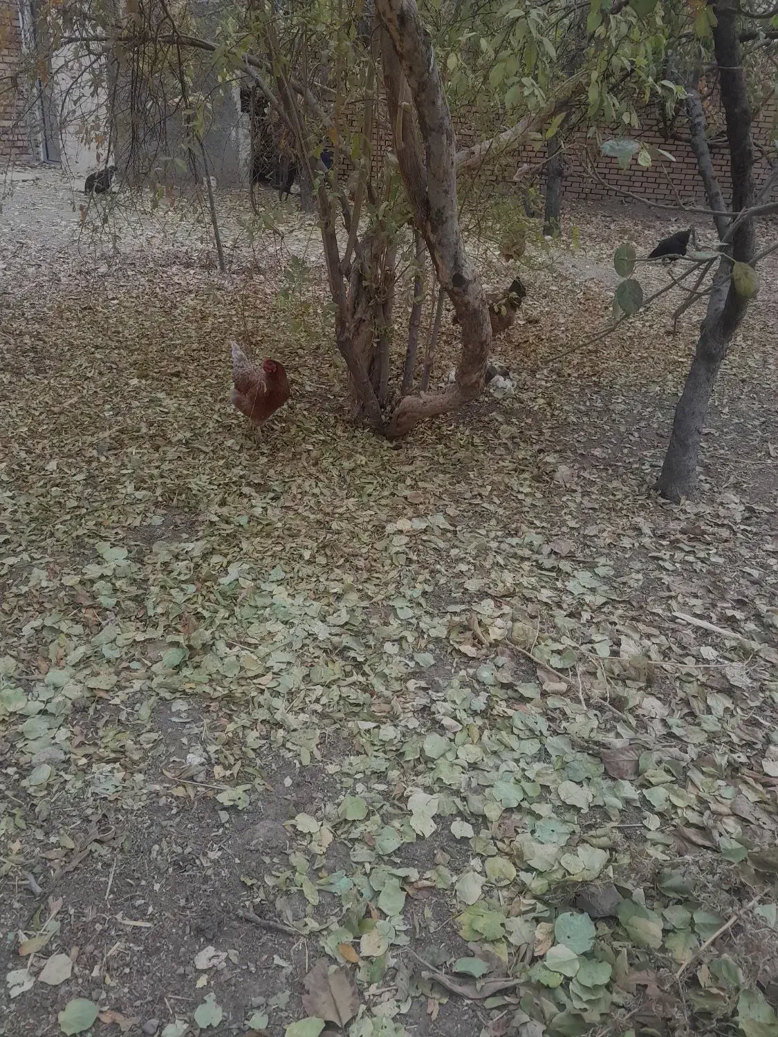 مرغ وفریک های امسال ۴تا سالم|حیوانات مزرعه|محمدیه-قزوین, |دیوار