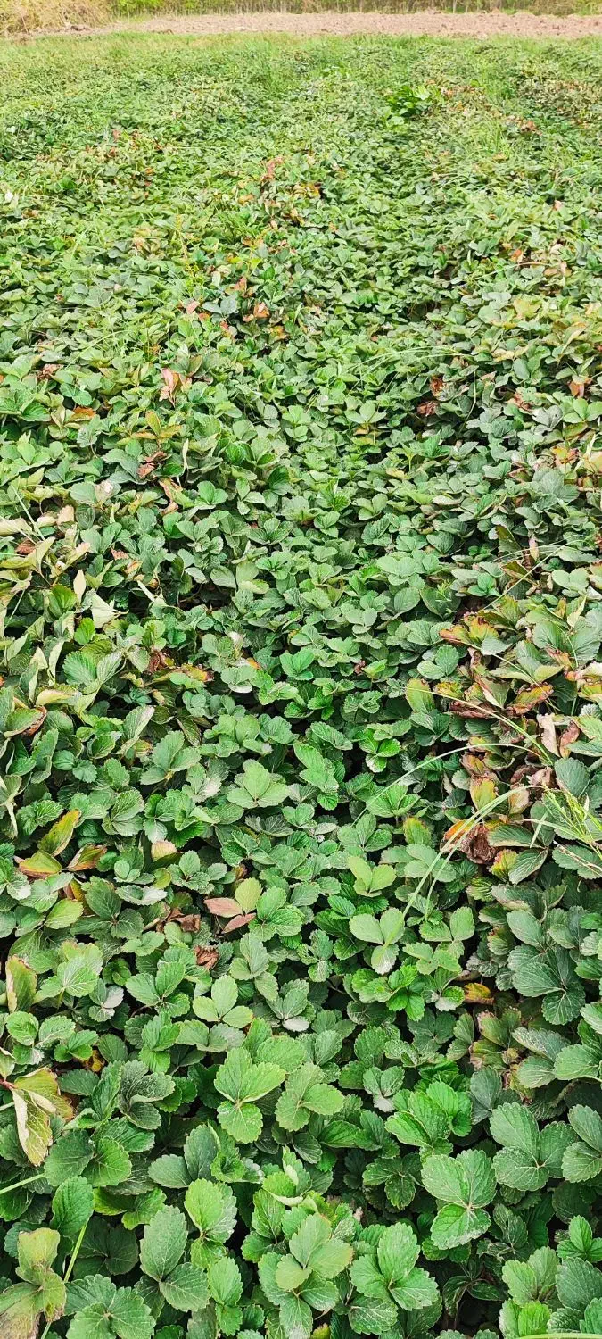 نهال توت فرنگی سابرینا|خدمات باغبانی و درختکاری|دلند, |دیوار