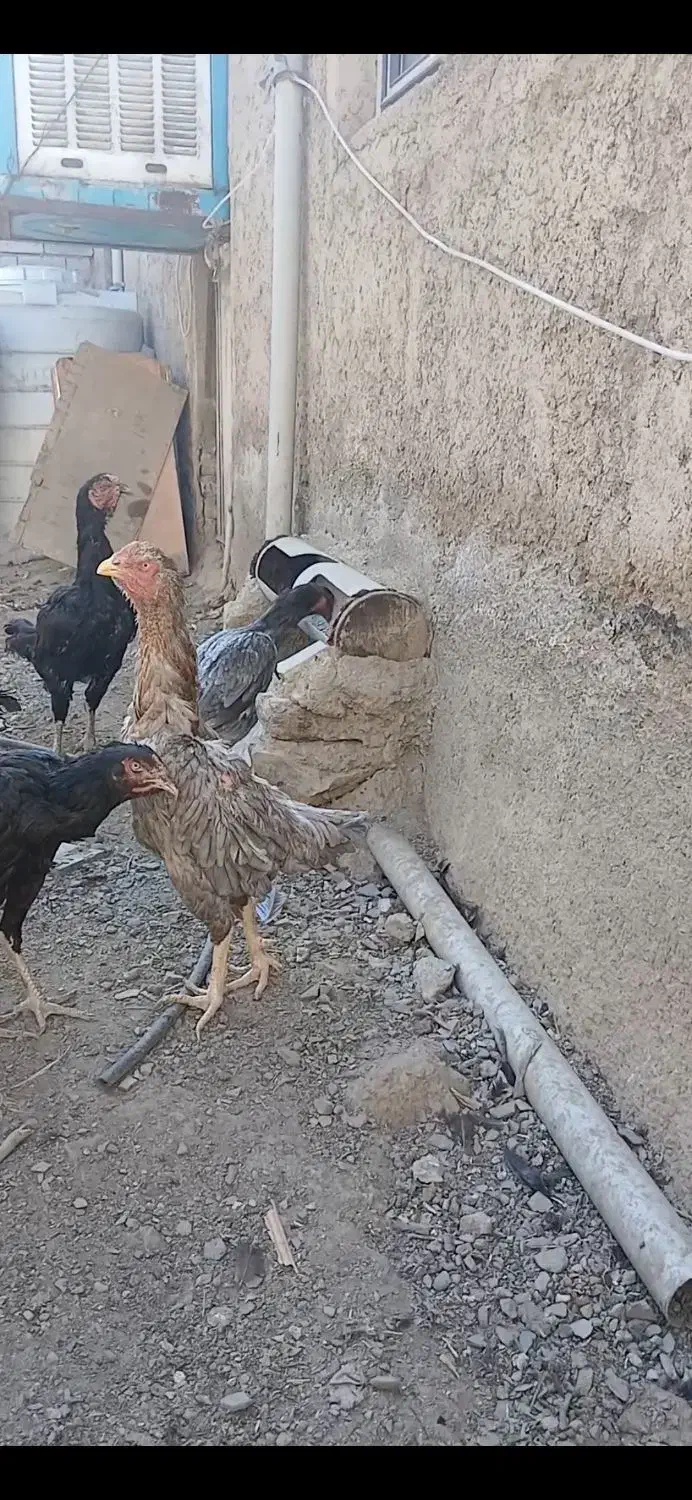 مرغ وخروس لاری|حیوانات مزرعه|رشت, توشیبا|دیوار