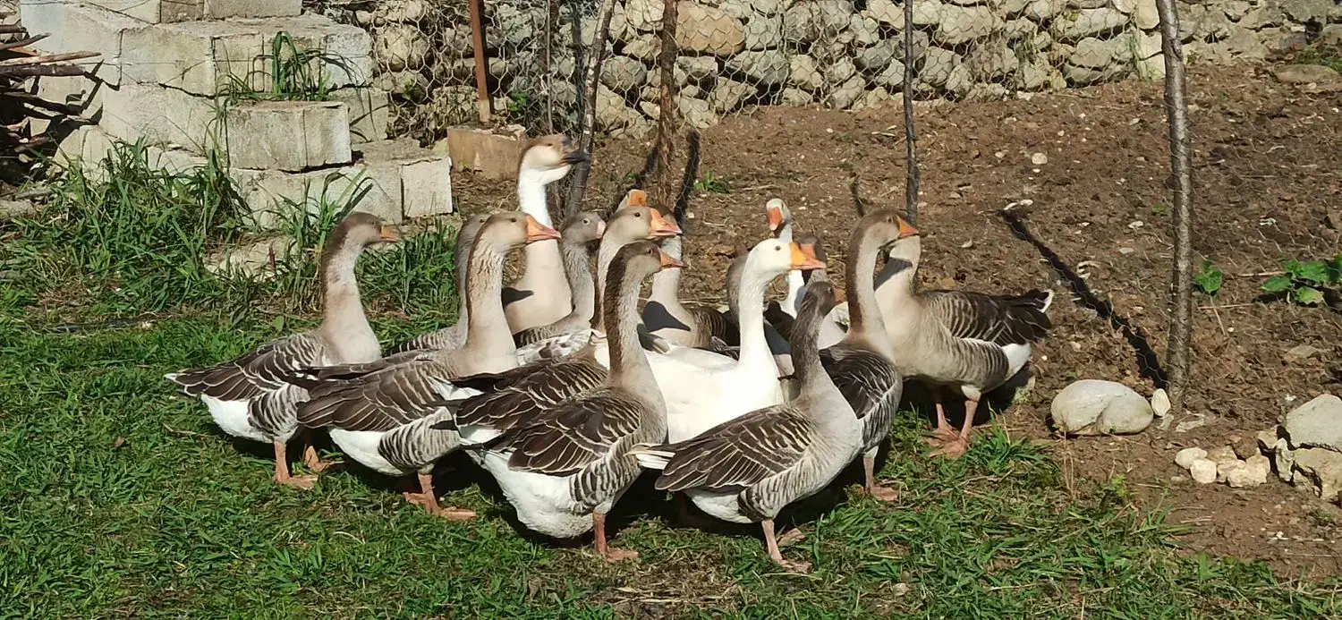 غاز محلی گرید A با بالاترین کیفیت ممکن|حیوانات مزرعه|شاندرمن, |دیوار