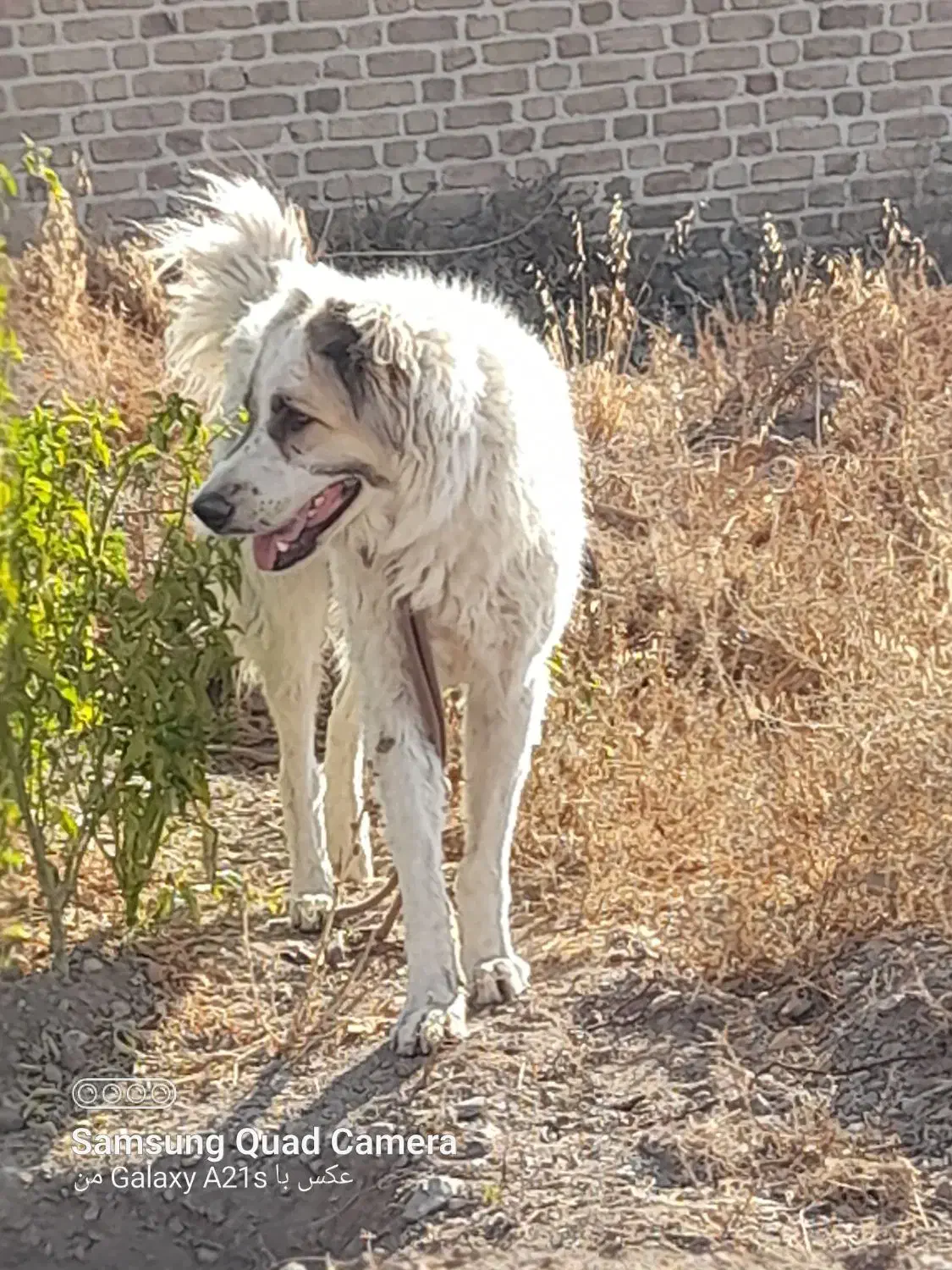 سگ نژاد افغان جوان گله ونگهبان|سگ|کوهسار (البرز), |دیوار
