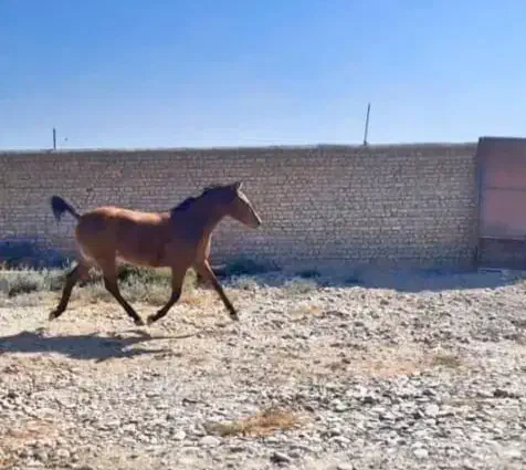 فروشی معاوضه هم دارم|اسب و تجهیزات اسب‌سواری|ورامین, ورامین|دیوار