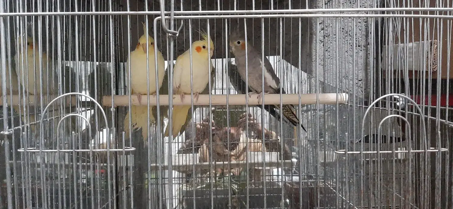 عروس هلندی|پرنده|پارسآباد, |دیوار