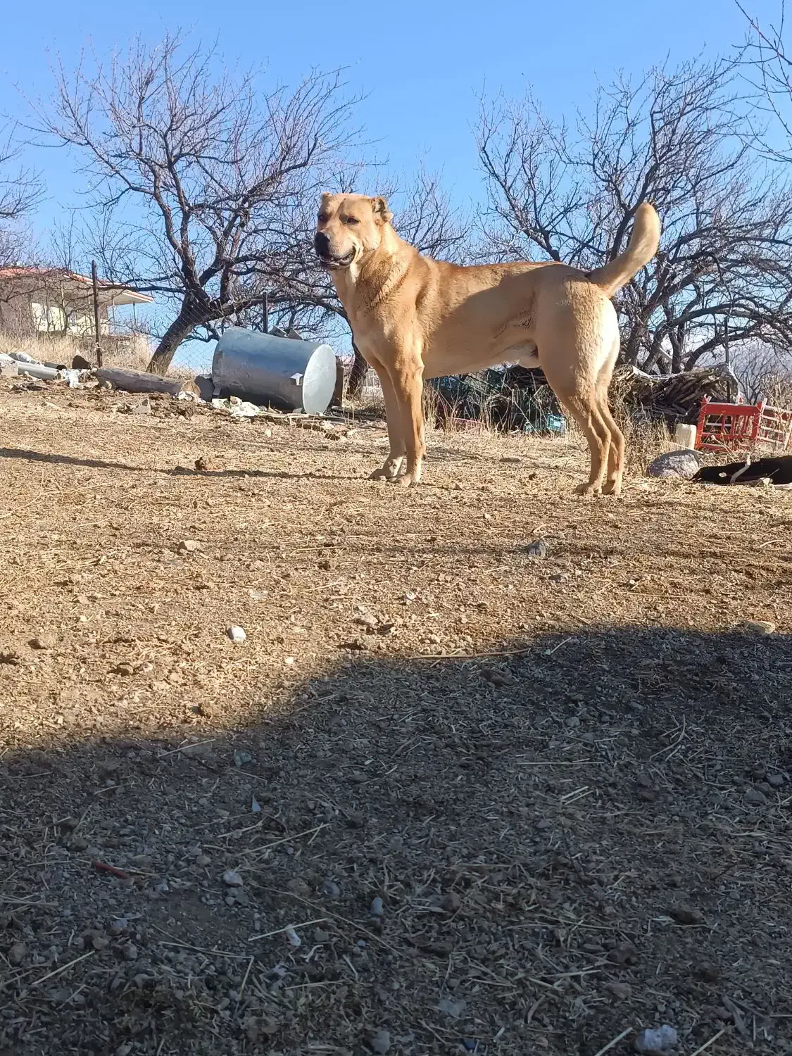 س گ|سگ|کندوان, |دیوار