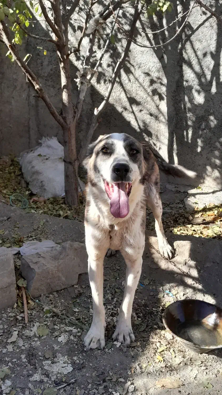 سگ نجات دارع|سگ|خنداب, |دیوار