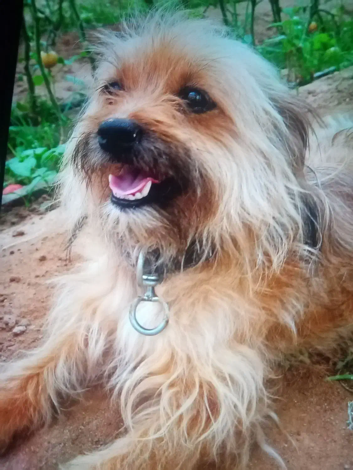 سلام این سه عدد سگ دزدیده شده|سگ|یزد, |دیوار