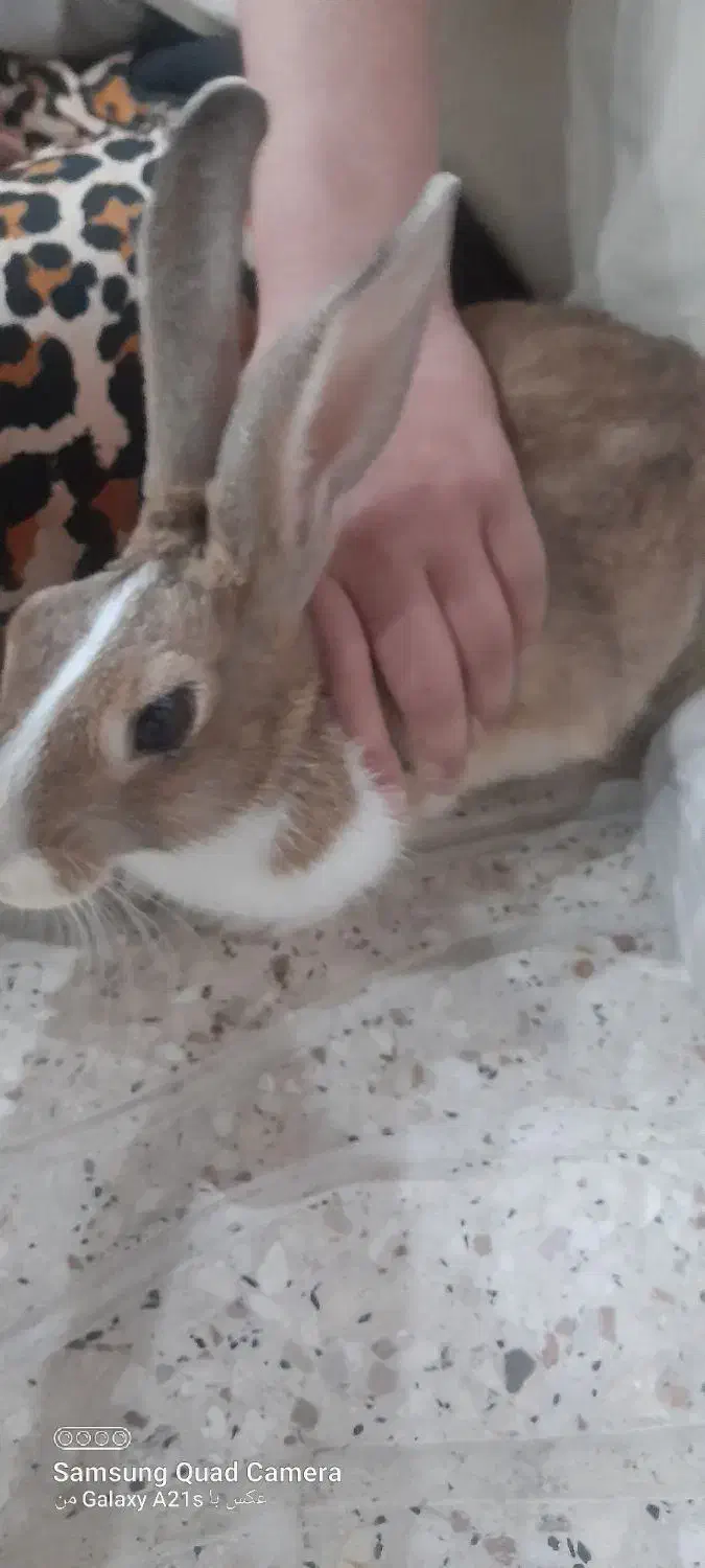 خرگوش ماده|موش و خرگوش|شیراز, ریاستی|دیوار