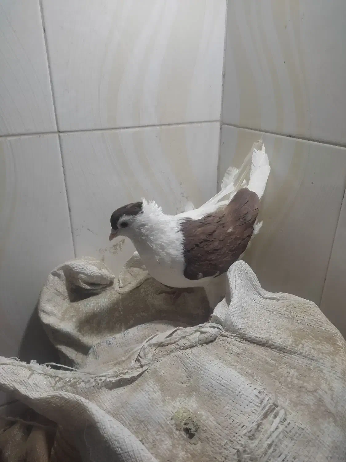 شجردارکرمانی|پرنده|زابل, |دیوار