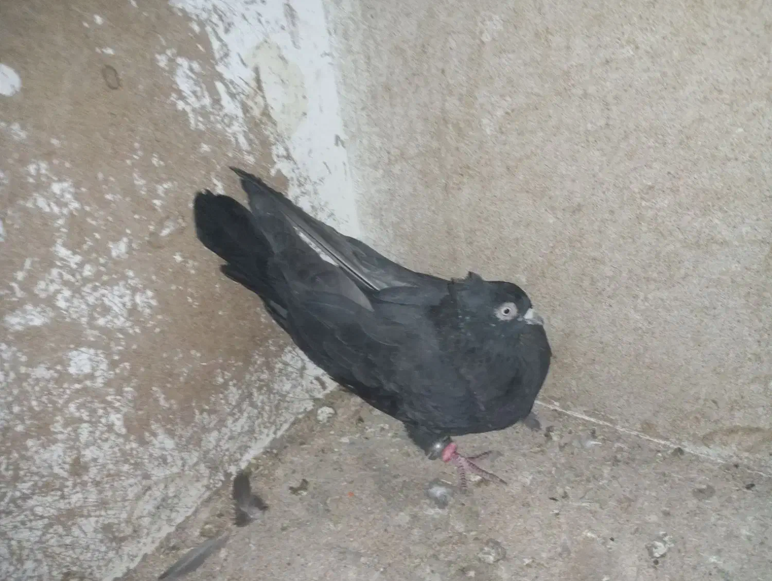 کبوتر|پرنده|ایذه, |دیوار