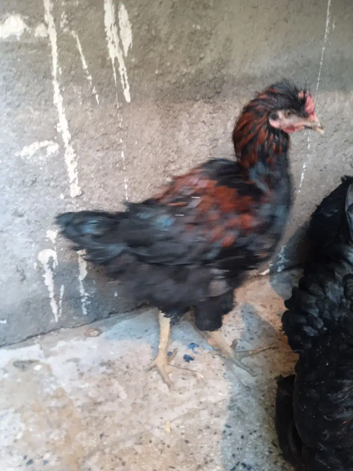 خروس|حیوانات مزرعه|صباشهر, |دیوار