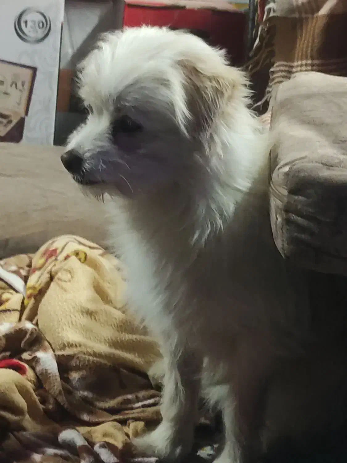 پیداشده|سگ|یزد, |دیوار